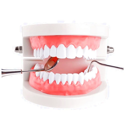 YOUYA DENTAL Standard Teeth Model, YOUYA DENTAL Kids Dental Teaching Brushing Model Teeth Study Supplies Adults Standard Typodont Demonstration Teeth Model (Without Wisdom Teeth)