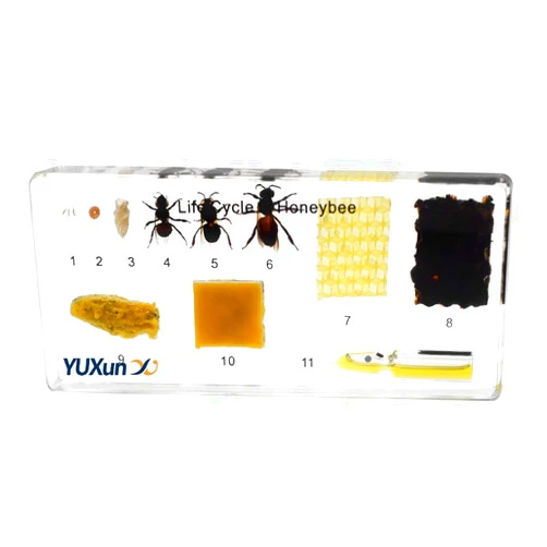 YUXunYX Lifecycle of a Honey Bee Embedded Specimen Paperweight Animal Science Classroom Embedding Specimens Taxidermy for Science Education