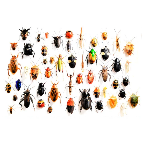 BicBugs Mixed lot of Assorted Beetles Bugs Insects Choose Quantity (1)