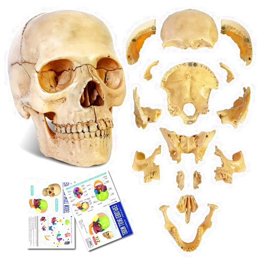 NEW HORIZON 2024 New Anatomy Exploded Skull Model,Human Medical Skull Model Dental ClinicTeaching Equipment,Medical Teaching Learning