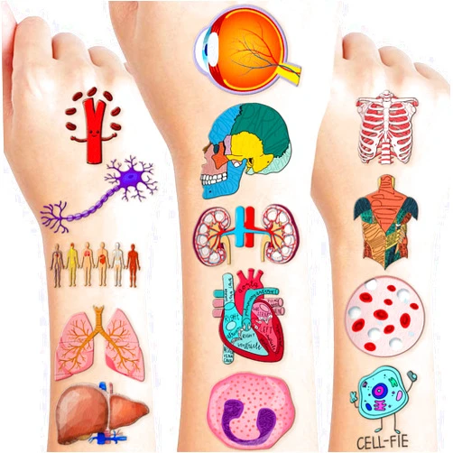 Frawharmone 96 PCS Funny Anatomy Human Body Part Tattoos Theme Birthday Party Supplies Decorations Favors Decor Cute Brain Physiology Science Tattoo Stickers Gifts for Games Kids Girls Boys School Prizes Carnival