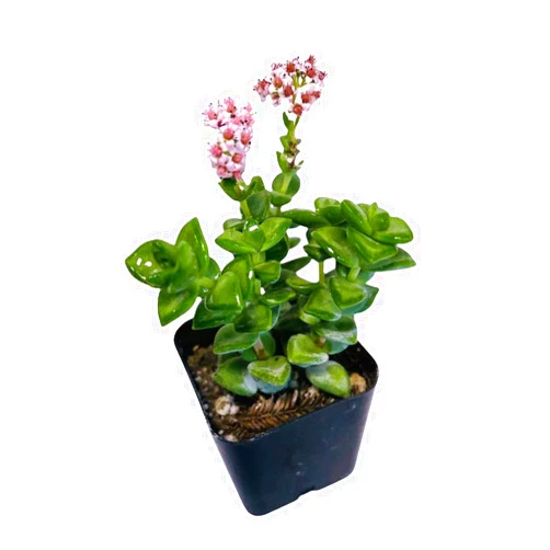 FOLIAGEMS Live Succulent Cactus Plants from USKC (2