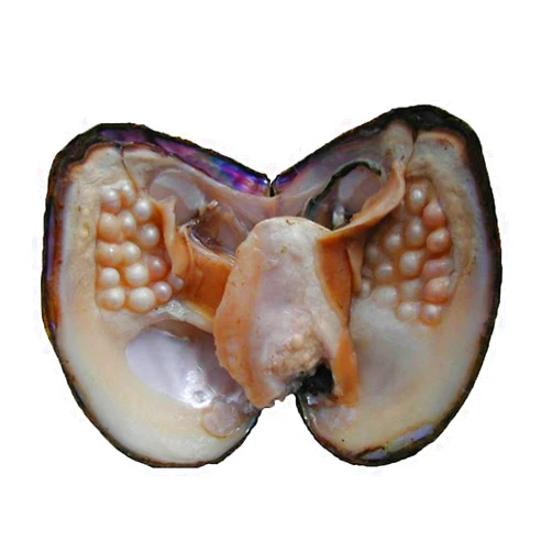 jessie Big Oysters with Plenty of Pearls Inside, 1 PC Cultured Freshwater Oyster Pearl for Jewelry Making or Birthday Gifts (5-7mm)