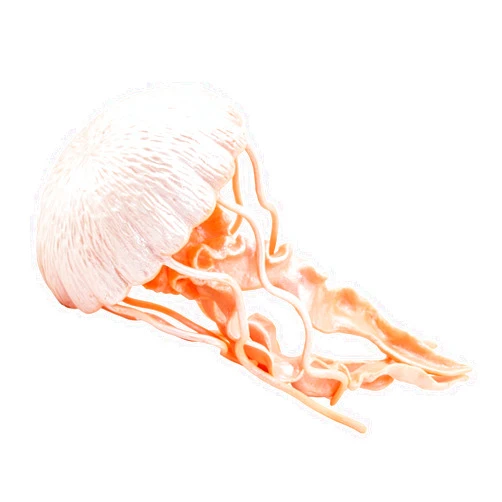 Safari Ltd. Jellyfish Figurine - Detailed 5