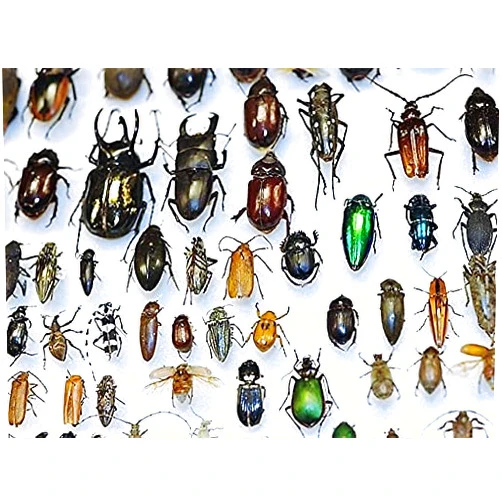 BicBugs Mixed lot Assorted Beetles Bugs Insects Choose Quantity (1)