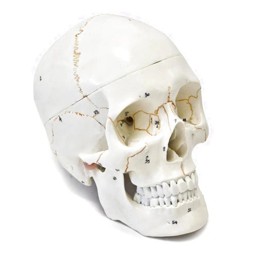 Wellden Medical Anatomical Human Skull Model, 3-part, Numbered, Life Size