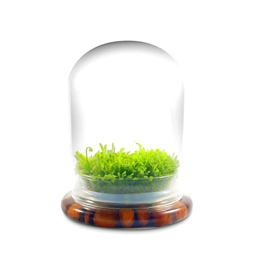 Bloomify Live Sundew Carnivorous Plants Live – Self-Growing Moss – No Maintenance Terrarium – Long-Lasting - Ecosystem