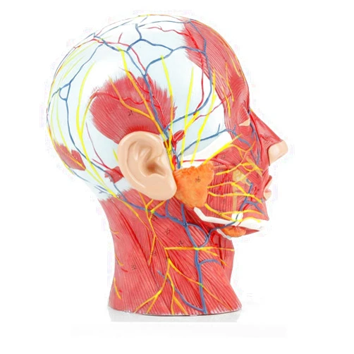 Oumefar Brain Model Human Half Head Superficial Neurovascular Model with Musculature, Life Size Anatomical Head Model Skull and Brain for Medical Teaching Learning, Kids Learning Education Display Tool