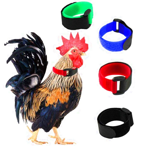 Tkocisa 4 Pack No Crow Rooster Collar, Chicken Collar Anti-Hook Noise Free Neckband No Crow Noise Neck Belt for Roosters - Prevent Chickens from Screaming, Disturbing Neighbors