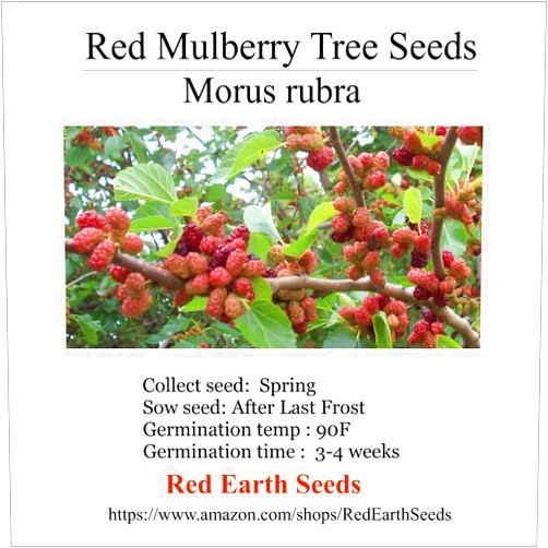 Red Earth Seeds Red Mulberry - Morus rubra 100 Seeds (Organically Grown)