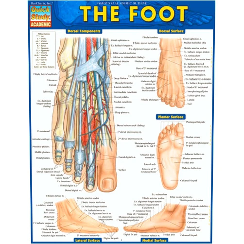 Vincent Perez Anatomy of the Foot: a QuickStudy Laminated Reference Guide (Quick Study Academic)