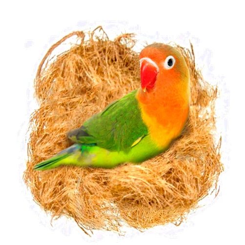 SunGrow Finch Coconut Fiber, Loose Bedding Substrate for Birds Nest Cages, Nesting Material for Budgie Hummingbird Canary Parakeet, 1.5 oz