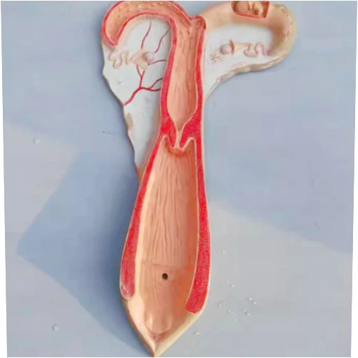 RZEKSZY Animal Uterus Ovary Urinary Bladder Model Animal Model for Veterinary Uterine Medical Teaching Anatomical Medical School Educational Tool (Sheep)