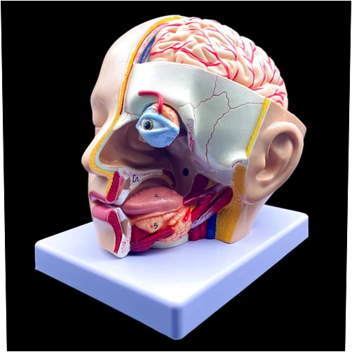 XINDAM Human Head Anatomical Model 4-Part Life-Size Head Brain Cross Section Anatomy for Science Classroom Education Study Teaching Display