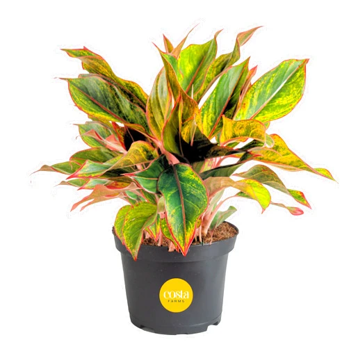 Costa Farms Chinese Evergreen Live Plant, Aglaonema, Easy Care Low Light Houseplant in Nursery Pot, Potted in Potting Soil Mix, Housewarming, Unique Home or Room Decor, 1-2 Feet Tall