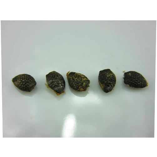 ROBsRAREandGIANTseeds 1123A-Giant Passion Fruit, Granadilla (Passiflora quadrangularis) Seeds by Robsrareandgiantseeds UPC0764425787266 Non-GMO,Organic,Historic Plants,1123-A Package of 5 Seeds