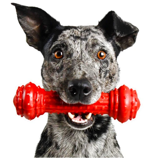 Pet Qwerks Bongo BarkBone - Nylon Dog Bone for Aggressive Chewers - Prime Rib Flavor - Medium