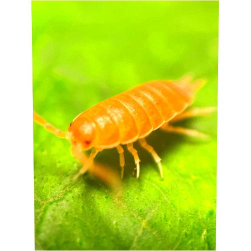 Pocket Pets 30 Live Orange Smoothie Roly Polys! Rolie Polie Isopods by Pocket Pets. Order only if Your temperatures are Between 20 and 95 Degrees