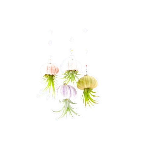 2 Dirty Birds Boutique 2 Dirty Birds, Handmade Hanging Sea Urchin Shell Live Succulent Jellyfish Air Plants, w/Swarovski and Freshwater Pearls (Pack of 4)