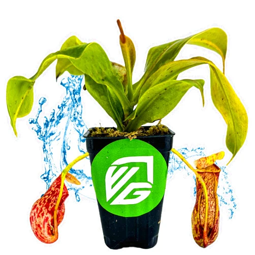 Wellspring Gardens St. Gaya Pitcher Plant - Carnivorous Nepenthes by Wellspring Gardens - Unique Pitchers, Easy-Care, Indoor Plant, Striking Housplant - Fascinating Carnivorous - Starter Plant Aquatic Plant