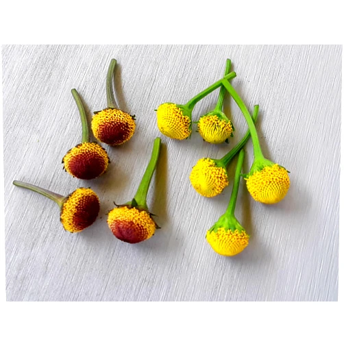 Natural Nomad Farms Acmella oleracea | Spilanthes Flower | Szechuan flowers | Buzz Button | 80 ct. FRESH 