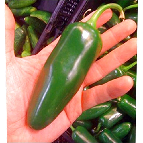 Generic Giant Jalapeno Pepper Seeds (45+ - Seeds) Huge Pods, Great Stuffers, Mild