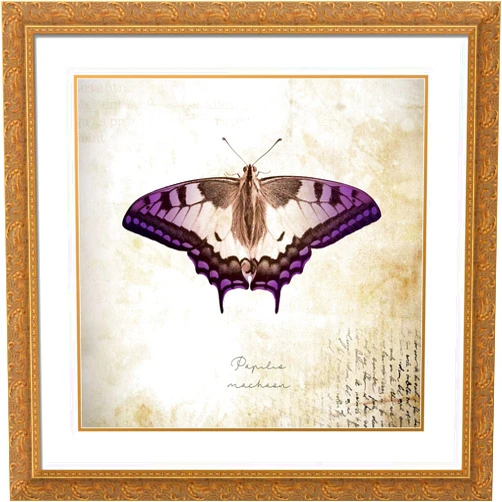ArtDirect Braun Studio 15x15 Gold Ornate Framed and Double Matted Museum Art Print Titled Papilia Nachaar