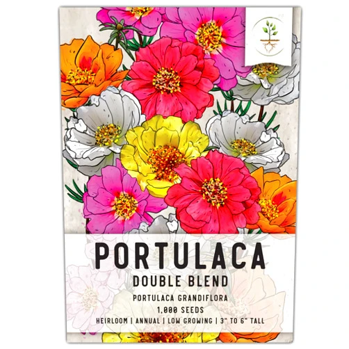Seed Needs Moss Rose Seeds for Planting Portulaca Groundcover Flowers - Heirloom & Open Pollinated Wildflower Seeds to Plant a Fairy Garden or Butterfly Garden - Perfect for Rock Gardens (1 Pack)