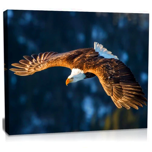 QTESPEII Eagle Canvas Wall Art Brown and White Flying Bald Eagle Picture Cool Animal Painting Artwork for Bedroom Bathroom Living Room Decoration Framed Home Office Walls Decor 12