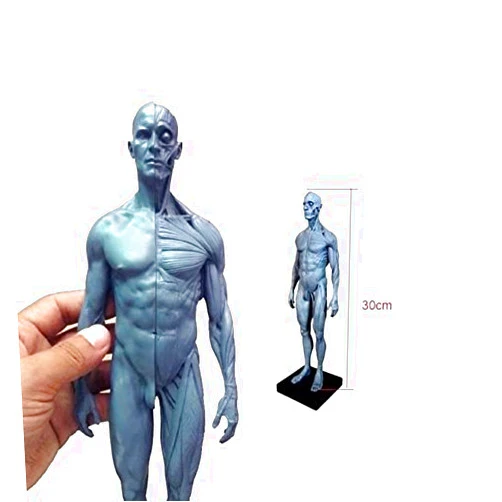 BoNew-Oral 30CM Human Anatomical Anatomy Skull Head Body Muscle Bone Resin Model
