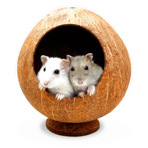 ARCTIC EAGLE Hamster Hideout Cute Coconut House - Natural Cage Hut for Hamsters, Gerbils, and Mice, Comfortable and Sturdy Small Animal Hide Cage Accessories Toys