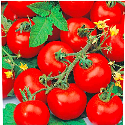 Generic Sub-Arctic Plenty Tomato Seeds (45 Seeds) Seeds for Planting, Farm, Growing in Garden, Greenhouse, Vegetable, Fruit