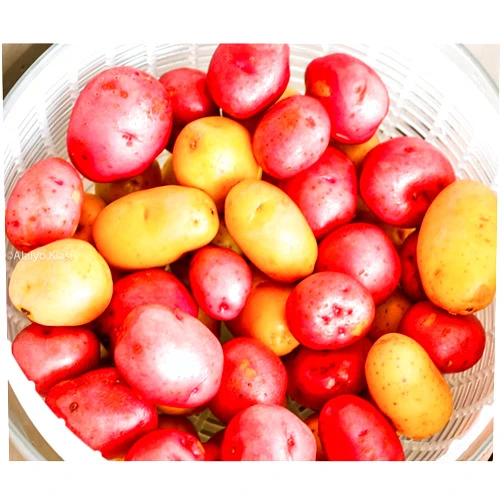 NORTH VALLEY Northshire Farms 5 lbs. Naturally Grown Seed Non GMO Red Pontiacs and German Butterballs