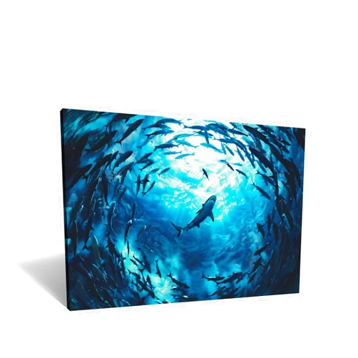 DINGFUN Ocean Animal Canvas Wall Art Decor Ferocious Shark Surrounded by Fish Poster Painting Sea Life Picture Print Artwork for Modern Home Bathroom Bathroom Wall Decoration Ready to Hang [18''Wx12''H]