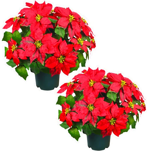 QIANYUN Artificial Christmas Flowers Topiary - 20” Silk Flowers Pre-Assembled Poinsettia Flowers for Christmas Decor Front Doors Hallways Yards Gardens and Outdoor Spaces (Dark Red)