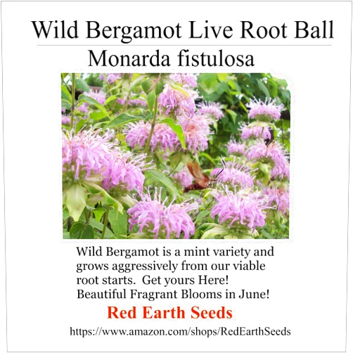 Red Earth Seeds Wild Bergamot - Monarda fistulosa - Live Root Ball (Organically Grown)
