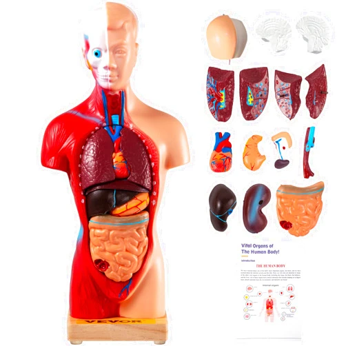 VEVOR Human Body Model 15 Parts 11 Inch Human Anatomy Model Medical Teaching Anatomical Skeleton Model with Removable Organs for Student Kids Adults, Display Base & Product Manual Included