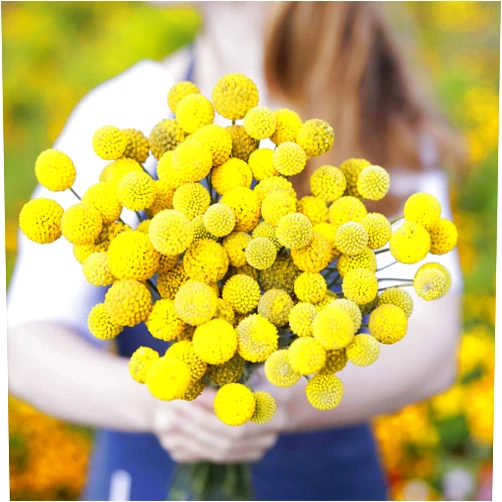 Eden Brothers Billy Button Seeds