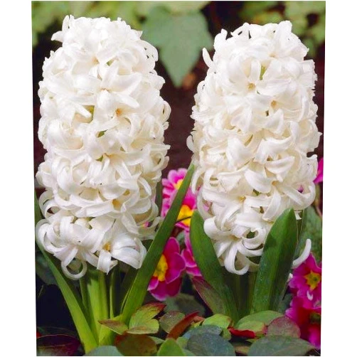 Boekee's Nursery 10 Hyacinth Bulbs - White Pearl - Freshly Imported from Holland