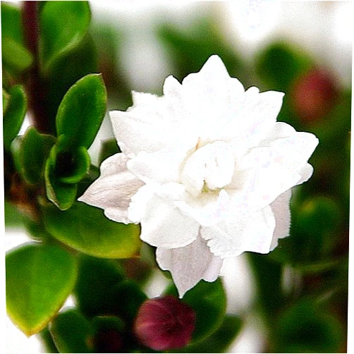 Hirt's Gardens Double White Serissa Tree - 2.5