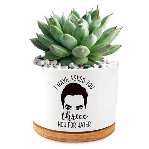 AKAQCHANG I Have Asked You Thrice Now for Water,3.5 inch Ceramic Succulent Cactus Planter Pots,Funny Planters for Indoor Plants,Gifts for Plant Lovers Birthday Christmas(Plant Not Included)