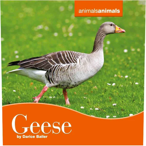Darice Bailer Geese (Animals Animals, 11)