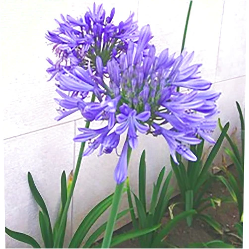 Marde Ross & Company Donau Agapanthus Plant - One Blue Bare Root Plant