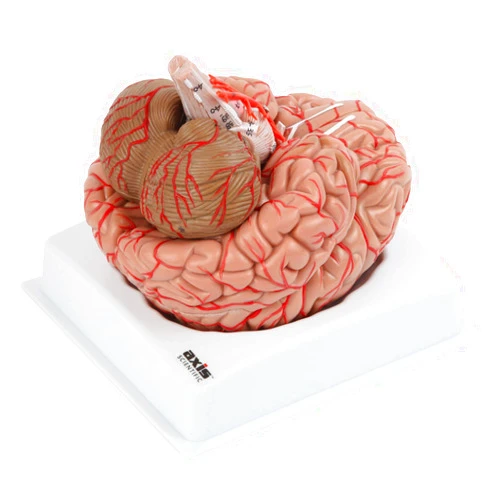Axis Scientific Deluxe 8-Part Human Brain Model with Arteries | Shows Major Lobes and 41 Anatomical Features of The Human Brain | Includes Base and Detailed Full-Color Product Manual