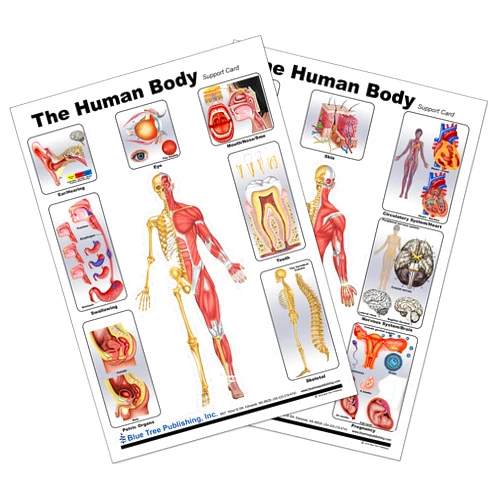 Blue Tree Publishing Human Anatomy Basic Chart