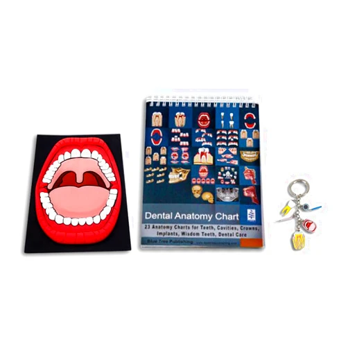 Blue Tree Publishing Dental Anatomy Flip Charts