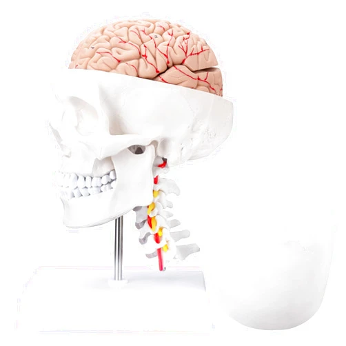 LVCHEN Human Skull Brain Anatomical Model - with Cervical Vertebra Life-Size Anatomy Model for Classroom Medical Study Teaching Education with Base