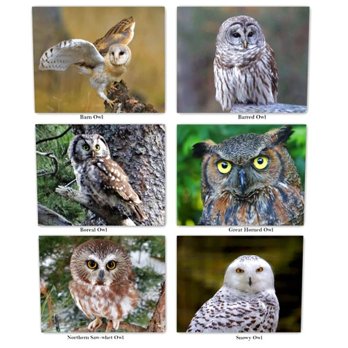 Small World Greetings Owl Notecards with Identification on Back 12 Count - Blank Inside with Envelopes - A2 Size (5.5”x4.25”)