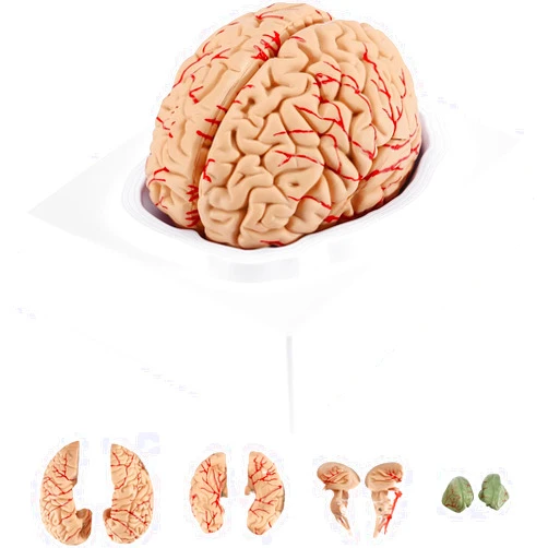 USAMZLUL Props Teaching Model Tools, Human Brain Anatomy 9Parts Human Brain Model for Teaching Neuroscience with Vessels Life Size Anatomy Model