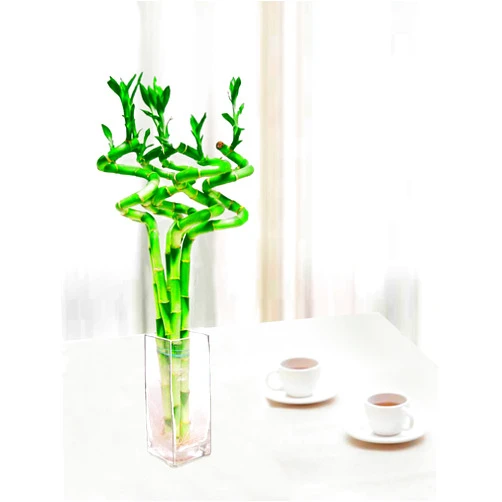 LuckyBamboo Lucky Bamboo- 5 Stem (15